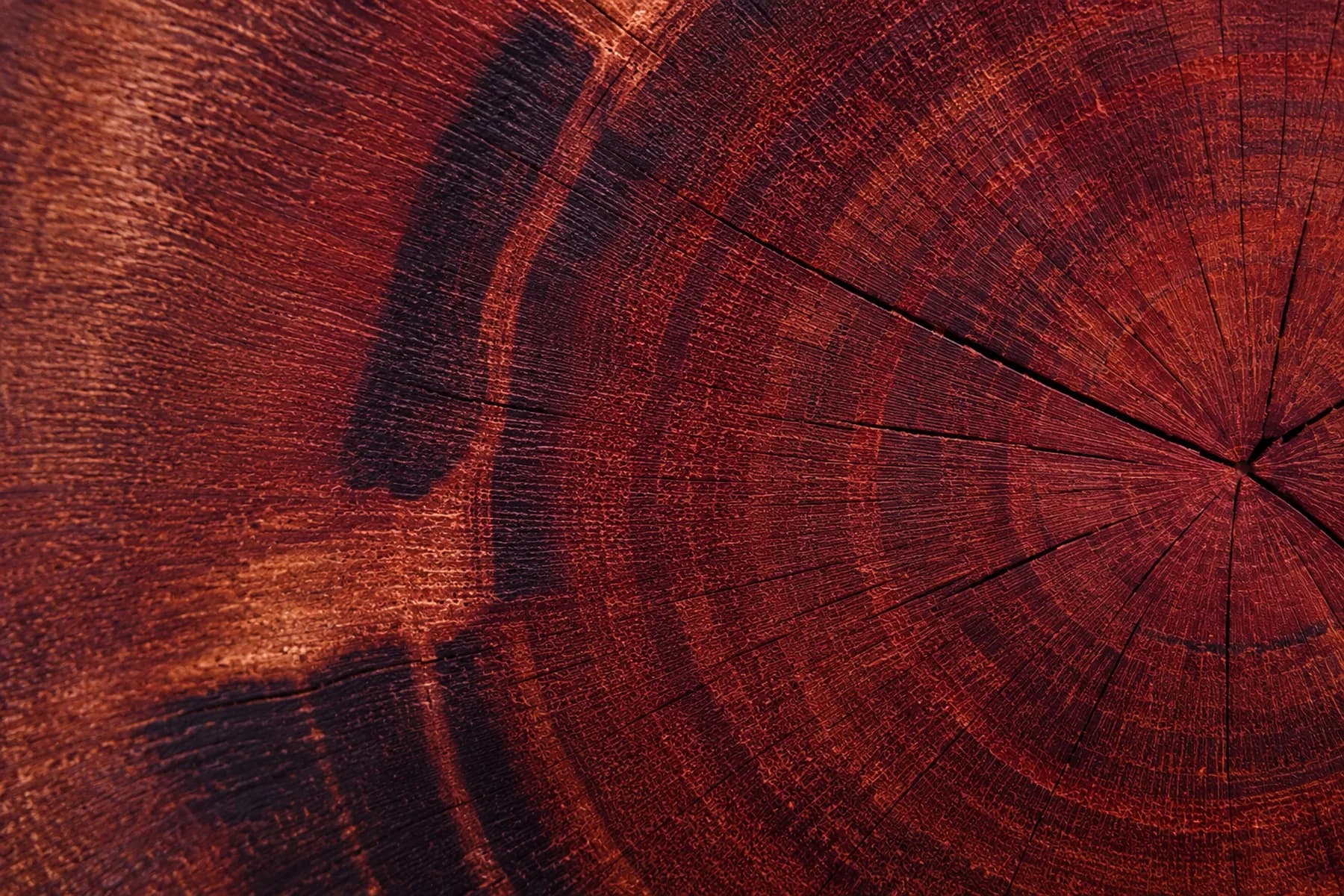 Close-up of Quebracho Colorado wood showing the dense fibrous structure rich in natural tannins